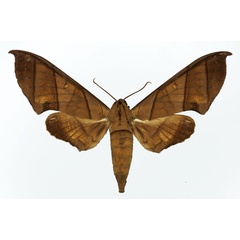 /filer/webapps/moths/media/images/T/trisecta_Polyptychus_AF_Basquin_01.jpg