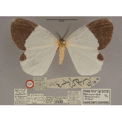 /filer/webapps/moths/media/images/M/majuscula_Hylemeridia_HT_OUMNH_01.jpg