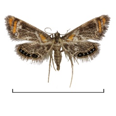 /filer/webapps/moths/media/images/N/nyasalis_Nymphicula_A_BMNH.jpg