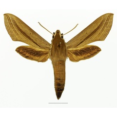 /filer/webapps/moths/media/images/B/balsaminae_Hippotion_AF_Basquin_02a.jpg
