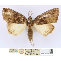 /filer/webapps/moths/media/images/E/erygidia_Prionofrontia_HT_BMNH.jpg