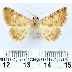 /filer/webapps/moths/media/images/R/rosacea_Rhabdophera_AM_BMNH.jpg