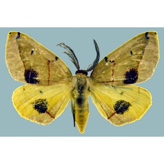 /filer/webapps/moths/media/images/T/terinata_Phoenicocampa_AM_Staude_02.jpg