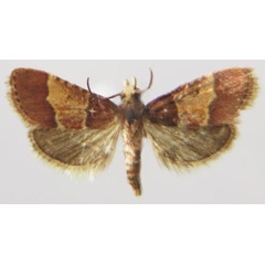 /filer/webapps/moths/media/images/P/paulianalis_Zitha_AM_MNHN.jpg