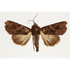 /filer/webapps/moths/media/images/P/praetermissa_Tycomarptes_AF_RMCA_02.jpg