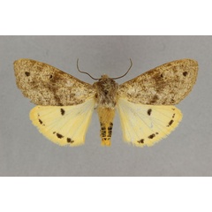 /filer/webapps/moths/media/images/T/translucens_Teracotona_AM_BMNH.jpg