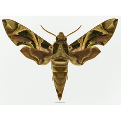 /filer/webapps/moths/media/images/N/nerii_Daphnis_AM_Basquin_02a.jpg