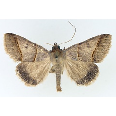 /filer/webapps/moths/media/images/L/laniata_Plecoptera_AM_TMSA_02.jpg