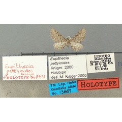 /filer/webapps/moths/media/images/P/pettyioides_Eupithecia_HT_TMSA.jpg