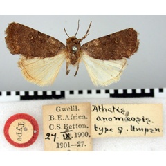 /filer/webapps/moths/media/images/A/anomoeosis_Athetis_ST_BMNH.jpg
