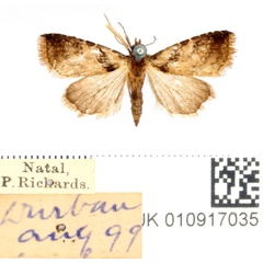 /filer/webapps/moths/media/images/C/continentalis_Rivula_AM_BMNH.jpg
