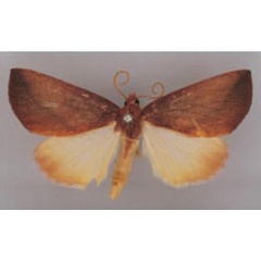 /filer/webapps/moths/media/images/E/electa_Terpnostola_HT_BMNH.jpg