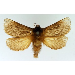 /filer/webapps/moths/media/images/N/nomaqua_Eudalaca_AM_TMSA.jpg