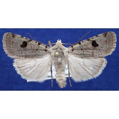 /filer/webapps/moths/media/images/M/melanephra_Lycophotia_AM_Schellhorn.jpg