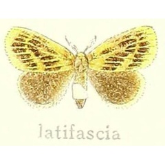 /filer/webapps/moths/media/images/L/latifascia_Euproctilla_HT_Hering_20i.jpg
