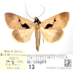 /filer/webapps/moths/media/images/A/atriplaga_Anoba_AM_BMNH_02.jpg