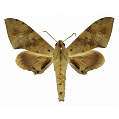 /filer/webapps/moths/media/images/N/nigriplaga_Polyptychus_AM_Basquin_02.jpg