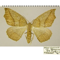 /filer/webapps/moths/media/images/P/prolixa_Epigynopteryx_AF_ZSM.jpg