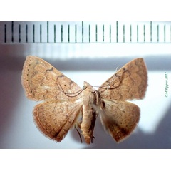 /filer/webapps/moths/media/images/T/terracotta_Corgatha_AM_Bippus.jpg