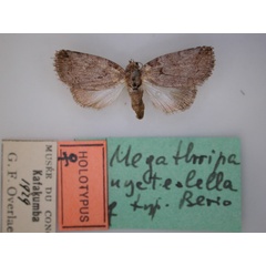 /filer/webapps/moths/media/images/N/nycteolella_Megathripa_HT_RMCA_01.jpg