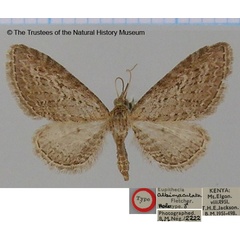 /filer/webapps/moths/media/images/A/albimaculata_Eupithecia_HT_BMNH.jpg