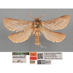 /filer/webapps/moths/media/images/G/grisescens_Gorgopis_HT_MfNa.jpg