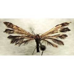 /filer/webapps/moths/media/images/Z/zulu_Pselnophorus_HT_BMNH.jpg