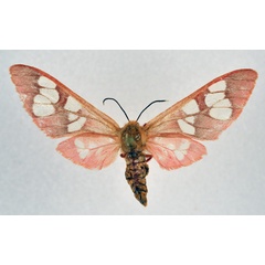 /filer/webapps/moths/media/images/P/perpusilla_Pseudothyretes_AF_NHMO.jpg