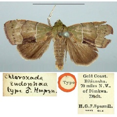/filer/webapps/moths/media/images/E/endophaea_Chlorozada_HT_BMNH.jpg