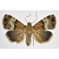 /filer/webapps/moths/media/images/J/jansei_Ozarba_AF_NHMO.jpg
