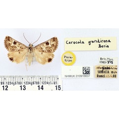 /filer/webapps/moths/media/images/G/grandirena_Cerocala_PTF_BMNH.jpg