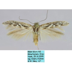 /filer/webapps/moths/media/images/B/bitterfonteinica_Scythris_HT_ZMHB_3jVZ8ZG.jpg