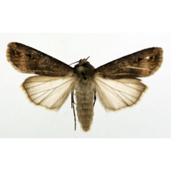/filer/webapps/moths/media/images/I/ipsilon_Agrotis_AF_ISEA.jpg