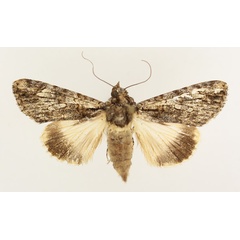 /filer/webapps/moths/media/images/T/tinctipennis_Ulotrichopus_AF_TMSA_01.jpg