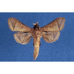 /filer/webapps/moths/media/images/T/taiensis_Haberlandia_HT_MWM.jpg
