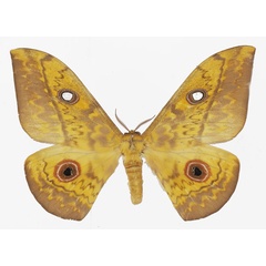 /filer/webapps/moths/media/images/O/orientalis_Aurivillius_AF_Basquina.jpg