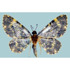 /filer/webapps/moths/media/images/F/flaviornata_Chloroclystis_AM_ZSMb.jpg