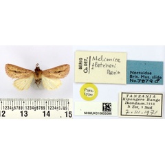/filer/webapps/moths/media/images/F/fletcheri_Melionica_PT_BMNH.jpg