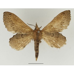 /filer/webapps/moths/media/images/C/cuneata_Rhinobombyx_AF_Basquin.jpg