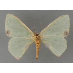 /filer/webapps/moths/media/images/O/omorrhodia_Lophorrhachia_A_ZSM_02.jpg