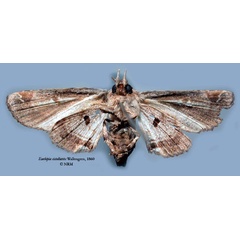 /filer/webapps/moths/media/images/C/cistellatrix_Eurhipia_HT_SNHMb.jpg