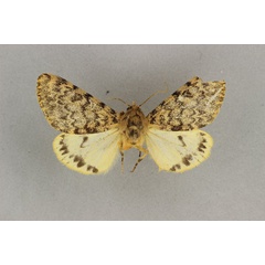 /filer/webapps/moths/media/images/S/strigosus_Paramaenas_AM_BMNH.jpg