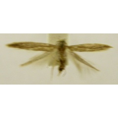 /filer/webapps/moths/media/images/H/hysterota_Haplochrois_PT851_TMSA_01.jpg