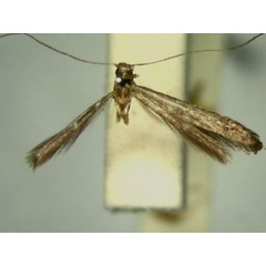 /filer/webapps/moths/media/images/C/cryphia_Caloptilia_HT_TMSA5660.jpg