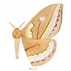 /filer/webapps/moths/media/images/F/fumosa_Syntherata_HT_Sonthonnax_1901-2.jpg