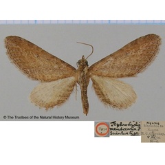 /filer/webapps/moths/media/images/M/mendosaria_Eupithecia_HT_BMNH.jpg