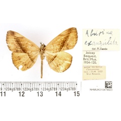 /filer/webapps/moths/media/images/E/exangulata_Aburina_HT_BMNH.jpg