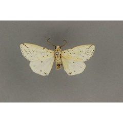/filer/webapps/moths/media/images/E/evadne_Micralarctia_LT_BMNH.jpg