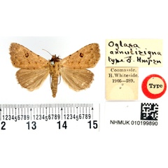 /filer/webapps/moths/media/images/A/annulisigna_Oglasa_HT_BMNH.jpg