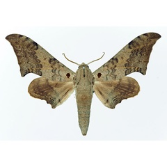 /filer/webapps/moths/media/images/C/cymatodes_Falcatula_AF_Basquin.jpg